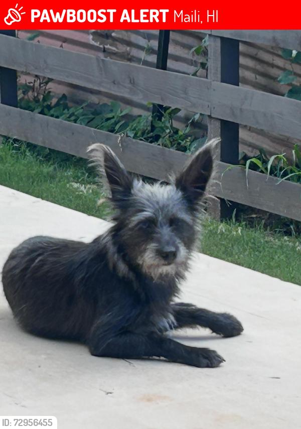 Lost Female Dog last seen Maliona, Maili, HI 96792