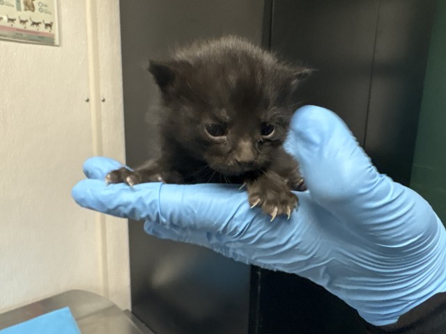 Shelter Stray Male Cat last seen S LARCH AVE X W WOODCREST ST, San Bernardino, CA 92401