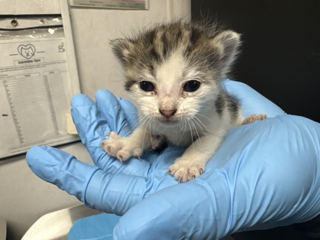 Shelter Stray Female Cat last seen S LARCH AVE X W WOODCREST ST, San Bernardino, CA 92401