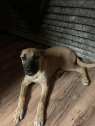 Found/Stray Female Dog last seen Kendall and 40th, San Bernardino, CA 92407