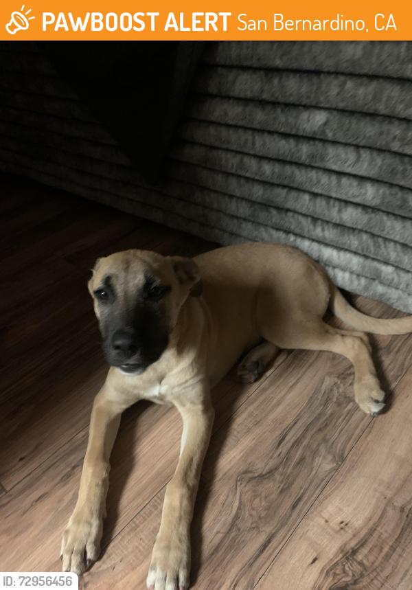 Found/Stray Female Dog last seen Kendall and 40th, San Bernardino, CA 92407