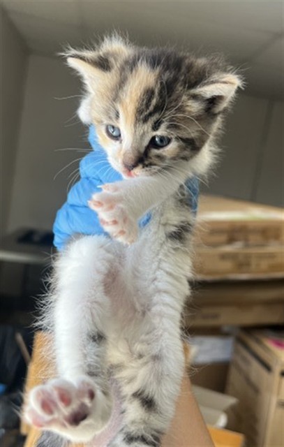 Shelter Stray Female Cat last seen S PINE ST X E O ST, San Bernardino, CA 92401