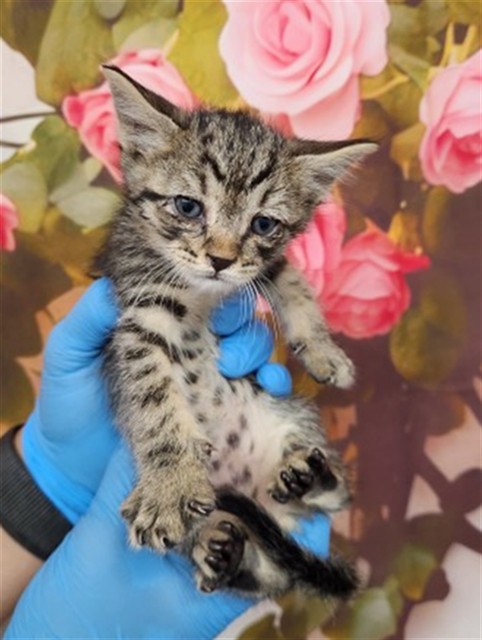 Shelter Stray Male Cat last seen N MASSACHUSETTS AVE X W BASELINE ST, San Bernardino, CA 92401