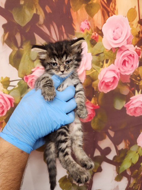 Shelter Stray Male Cat last seen N MASSACHUSETTS AVE X W BASELINE ST, San Bernardino, CA 92401