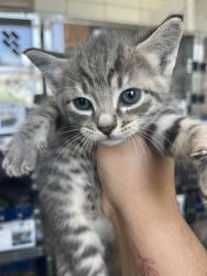 Shelter Stray Female Cat last seen BROADWAY ST, Pearland, TX 77581