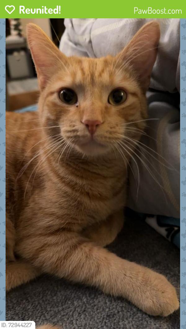 Reunited Male Cat last seen Texas Hot Dogs, Altoona, PA 16602