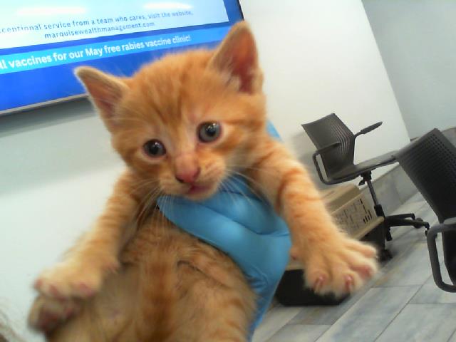 Shelter Stray Male Cat last seen CHARLOTTE, Charlotte, NC 28217