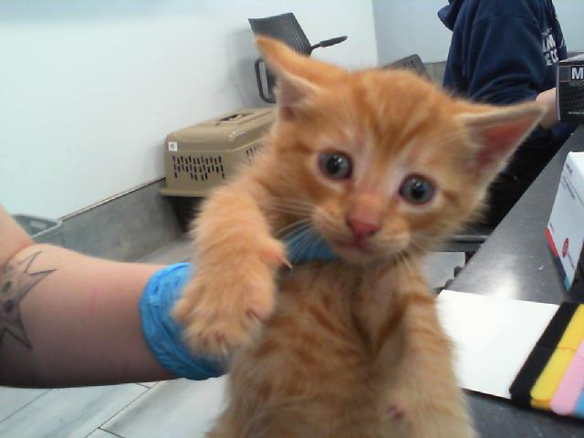 Shelter Stray Male Cat last seen CHARLOTTE, Charlotte, NC 28217