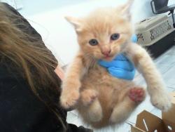 Shelter Stray Male Cat last seen CHARLOTTE, Charlotte, NC 28217