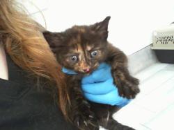 Shelter Stray Female Cat last seen CHARLOTTE, Charlotte, NC 28217