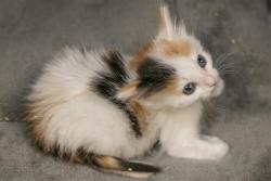 Shelter Stray Female Cat last seen CHARLOTTE, Charlotte, NC 28217