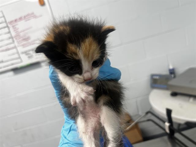 Shelter Stray Female Cat last seen CHARLOTTE, Charlotte, NC 28217