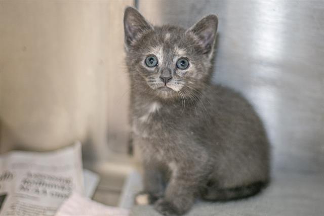 Shelter Stray Female Cat last seen CHARLOTTE, Charlotte, NC 28217