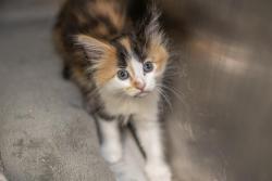 Shelter Stray Female Cat last seen CHARLOTTE, Charlotte, NC 28217