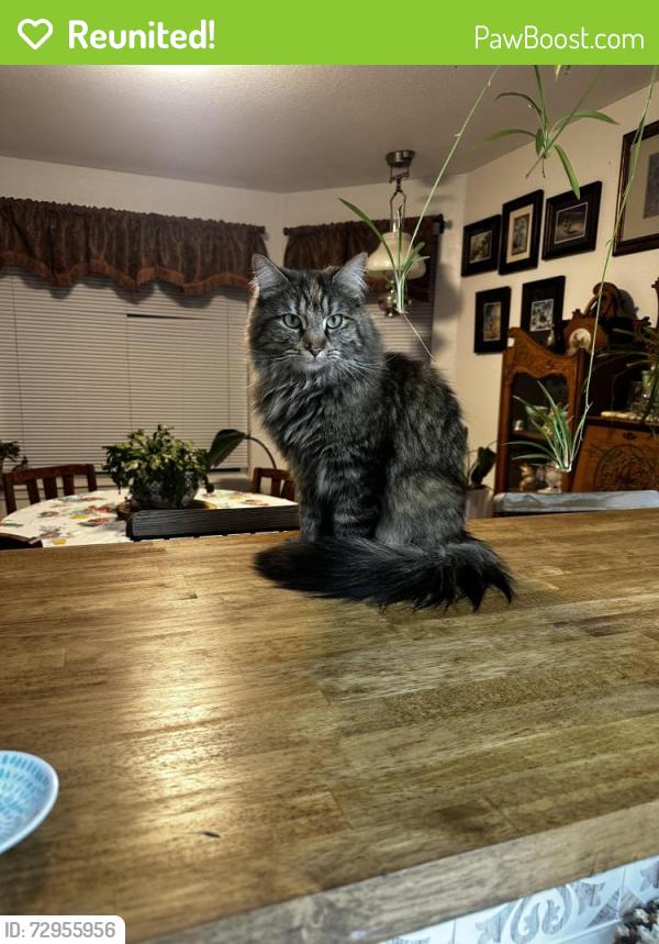 Reunited Female Cat last seen Mt. Clemens Way/ Channel Drive, Terrace Heights, WA 98901