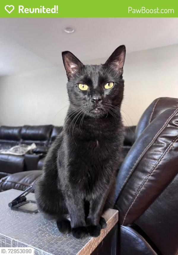 Reunited Male Cat last seen On 76th DR and Parfet Court, Arvada, CO 80005