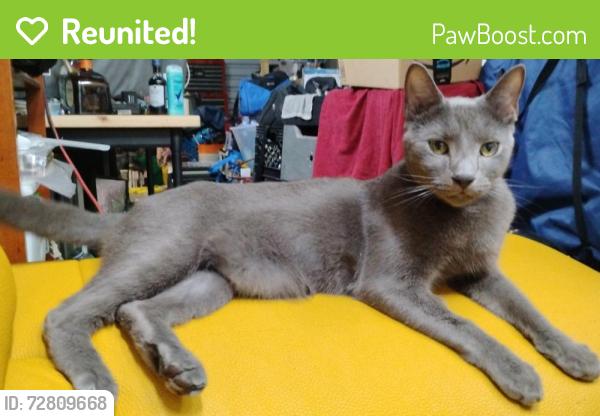 Reunited Male Cat last seen Near Narcoossee Rd, Orlando, FL 32822, Orlando, FL 32822