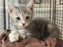 Shelter Stray Female Cat last seen , San Pedro, CA 90731