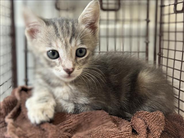 Shelter Stray Female Cat last seen , San Pedro, CA 90731