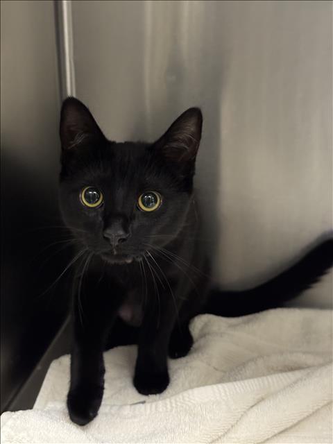Shelter Stray Female Cat last seen , Los Angeles, CA 90025