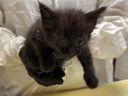 Shelter Stray Female Cat last seen Near BLOCK COLONIAL DR, FOUNTAIN CO 80817, Colorado Springs, CO 80905