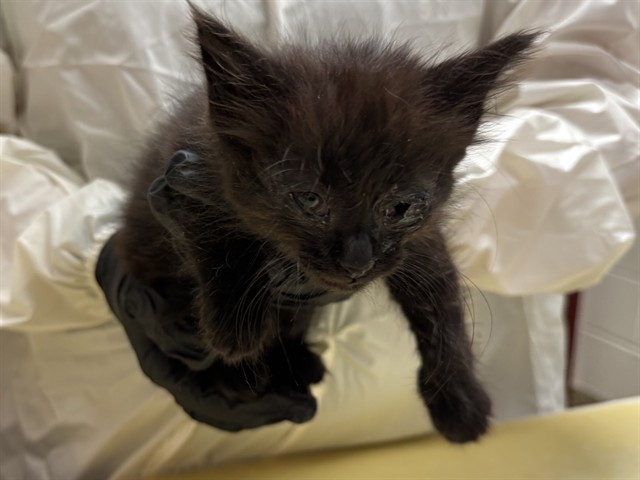 Shelter Stray Female Cat last seen Near BLOCK COLONIAL DR, FOUNTAIN CO 80817, Colorado Springs, CO 80905