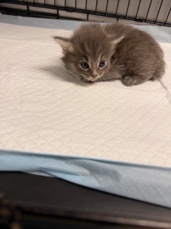 Shelter Stray Male Cat last seen , Los Angeles, CA 91405