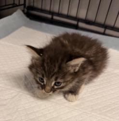 Shelter Stray Female Cat last seen , Los Angeles, CA 91405