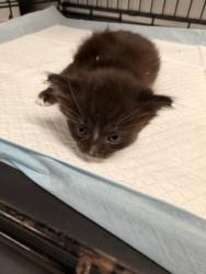 Shelter Stray Male Cat last seen , Los Angeles, CA 91405