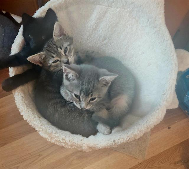 Shelter Stray Male Cat last seen ALAMANCE COUNTY, Green Level, NC 27217