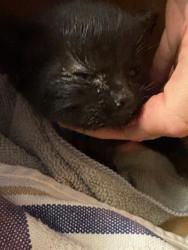 Shelter Stray Male Cat last seen ODESSA ST, Jacksonville, FL 32204