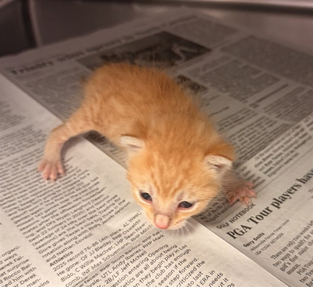 Shelter Stray Female Cat last seen Near BLOCK SUDBURY AVE, Jacksonville, FL 32204