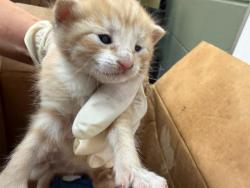 Shelter Stray Female Cat last seen , Jacksonville, FL 32204