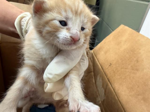 Shelter Stray Female Cat last seen , Jacksonville, FL 32204