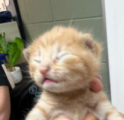 Shelter Stray Female Cat last seen , Jacksonville, FL 32204