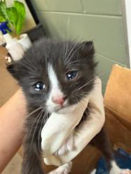 Shelter Stray Male Cat last seen , Jacksonville, FL 32204