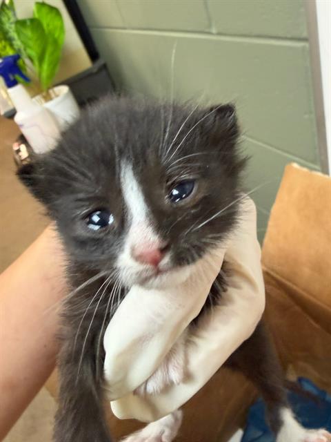 Shelter Stray Male Cat last seen , Jacksonville, FL 32204