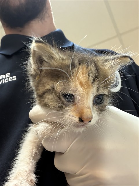 Shelter Stray Female Cat last seen Near BLOCK E RIVER HILLS CIR, Jacksonville, FL 32204