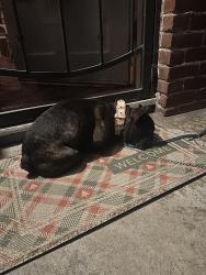Found/Stray Male Dog last seen Bradbourne/Royal Oaks, Duarte, CA 91010