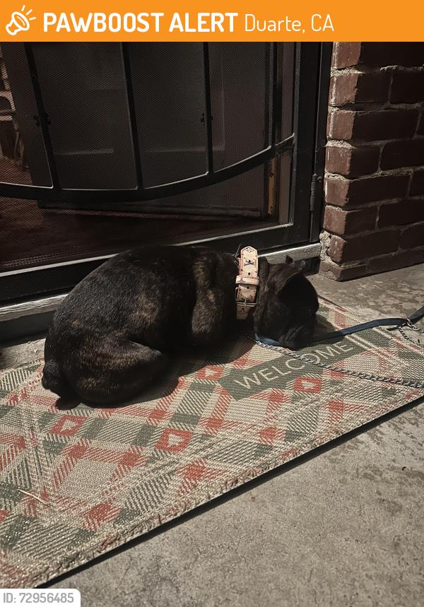 Found/Stray Male Dog last seen Bradbourne/Royal Oaks, Duarte, CA 91010