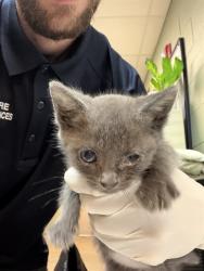 Shelter Stray Female Cat last seen Near BLOCK E RIVER HILLS CIR, Jacksonville, FL 32204
