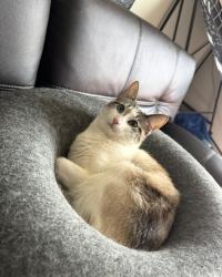 Reunited Female Cat last seen Hancock Drive, Fairfield, CA 94533