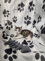 Shelter Stray Male Cat last seen , Chatsworth, CA 91311