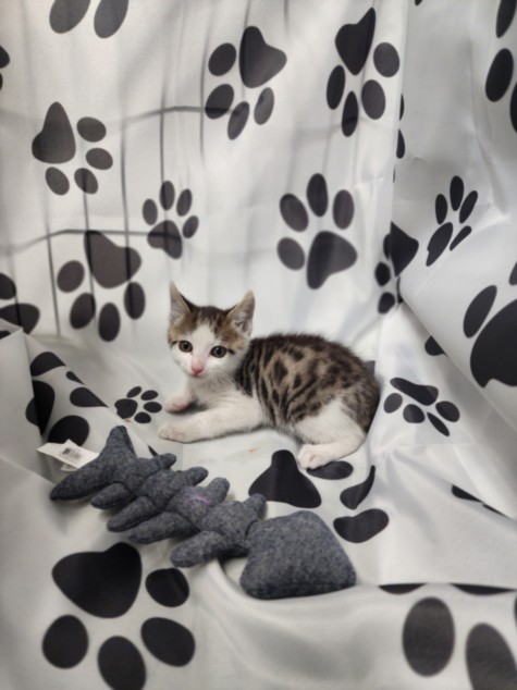 Shelter Stray Male Cat last seen , Chatsworth, CA 91311