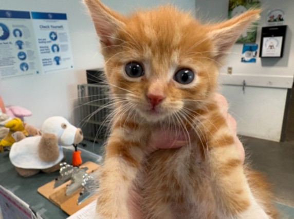 Shelter Stray Male Cat last seen , Chatsworth, CA 91311