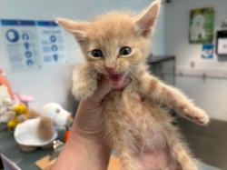 Shelter Stray Male Cat last seen , Chatsworth, CA 91311