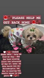 Lost Female Dog last seen North 5th St and w luzerne , Philadelphia, PA 19140