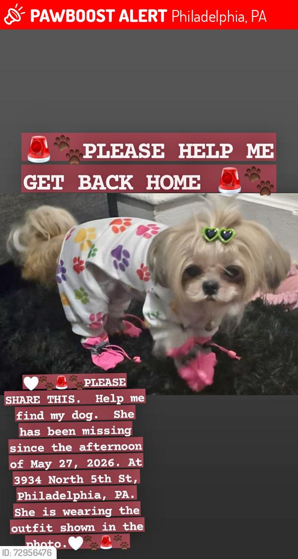 Lost Female Dog last seen North 5th St and w luzerne , Philadelphia, PA 19140