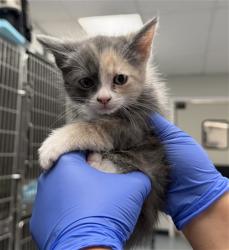 Shelter Stray Female Cat last seen , Bakersfield, CA 93307