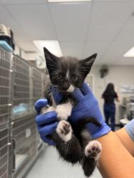Shelter Stray Male Cat last seen , Bakersfield, CA 93307